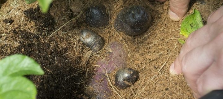 Investigadores cosechan las primeras papas chilotas sembradas en un laboratorio